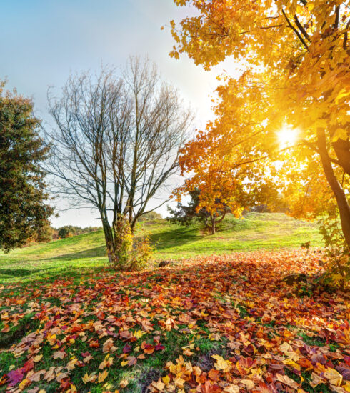 fall in park